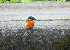 P4510613：カワセミ（メス）_R