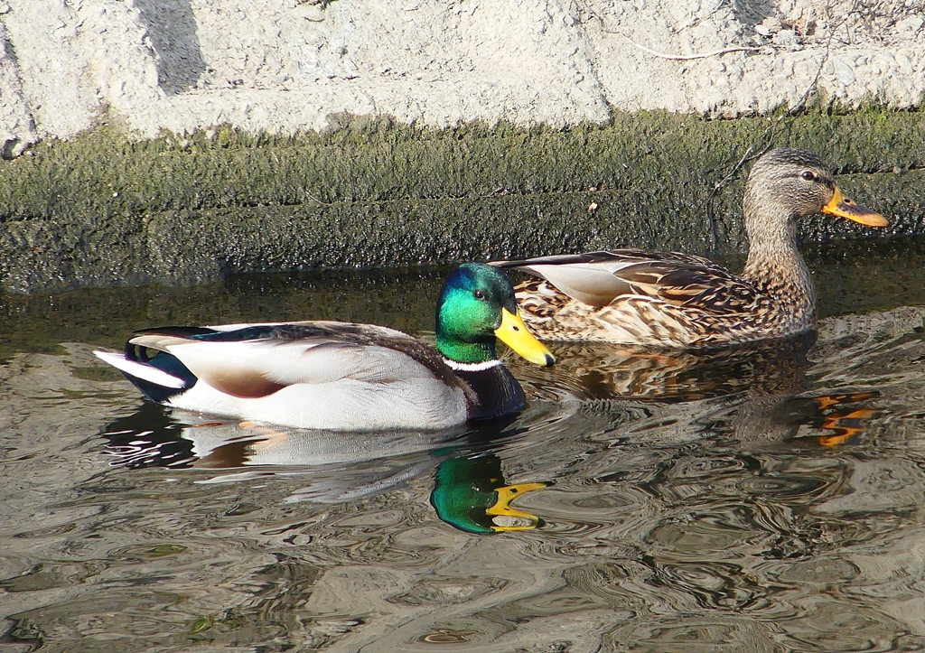 P1570761：マガモ_R