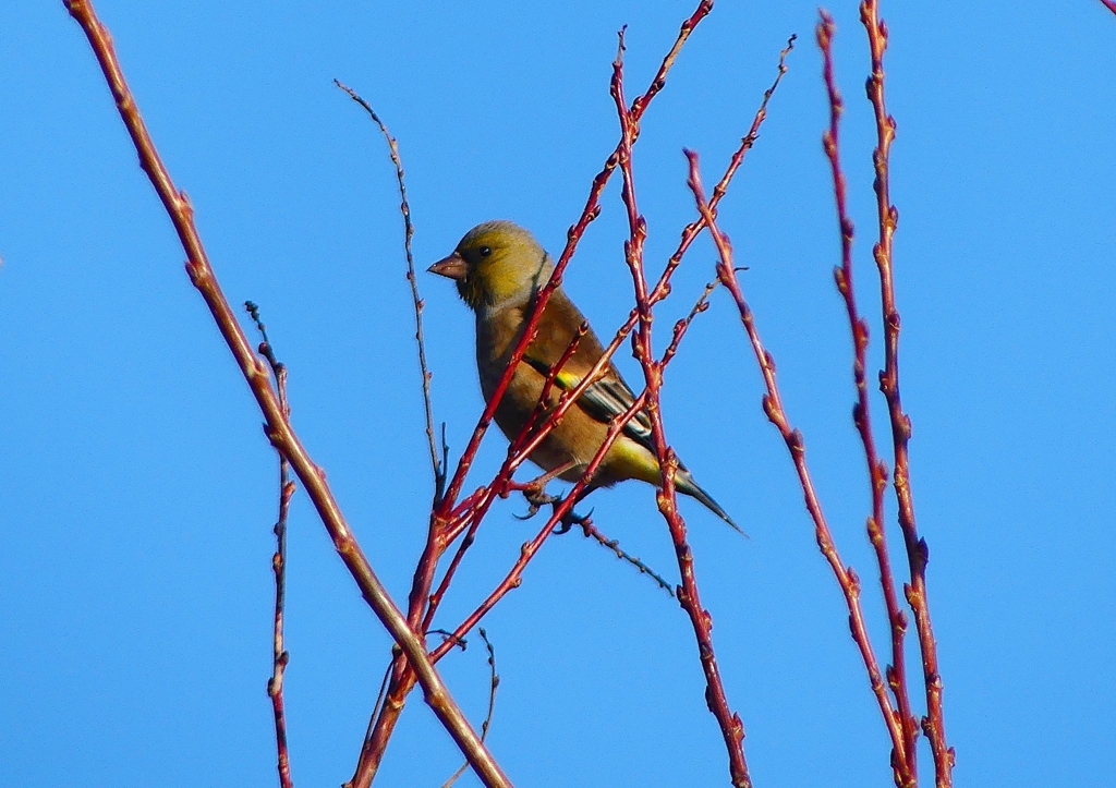 P1630284：カワラヒワ_R