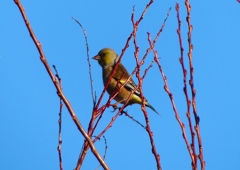 P1630284：カワラヒワ_R