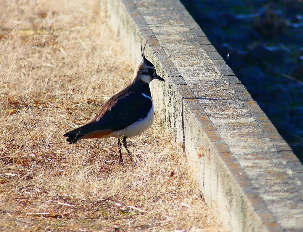 P4630434：タゲリ_R
