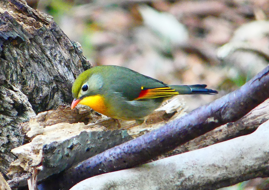 P1900867：ソウシチョウ_R