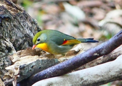 P1900867：ソウシチョウ_R