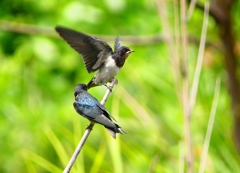 P1010276：ツバメ（幼鳥）_R