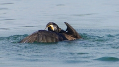 P1110820：カワウのバトル_R