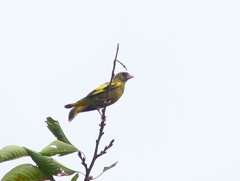 P4290040：カワラヒワ（若鳥）_R