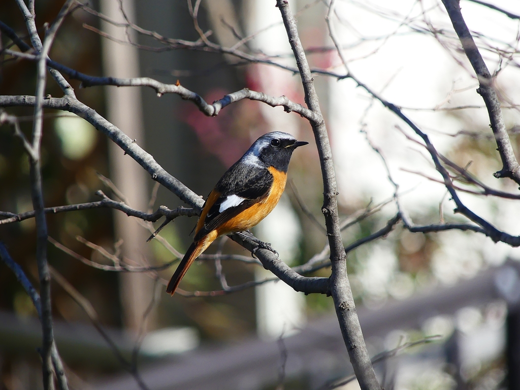 P3860111：ジョウビタキ（オス）_R