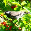 P2000861：ムクドリ_R