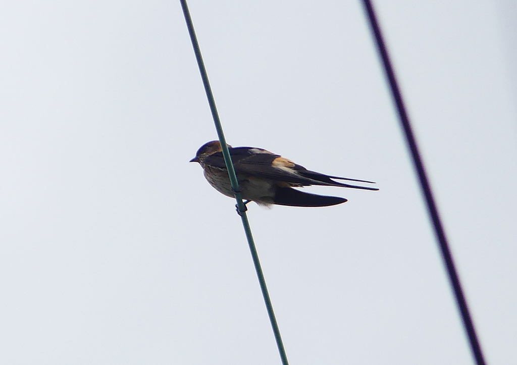 P1230772：コシアカツバメ_R