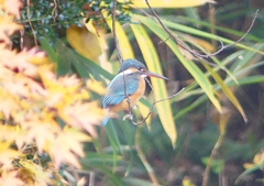 P1490484：カワセミ（メス）_R