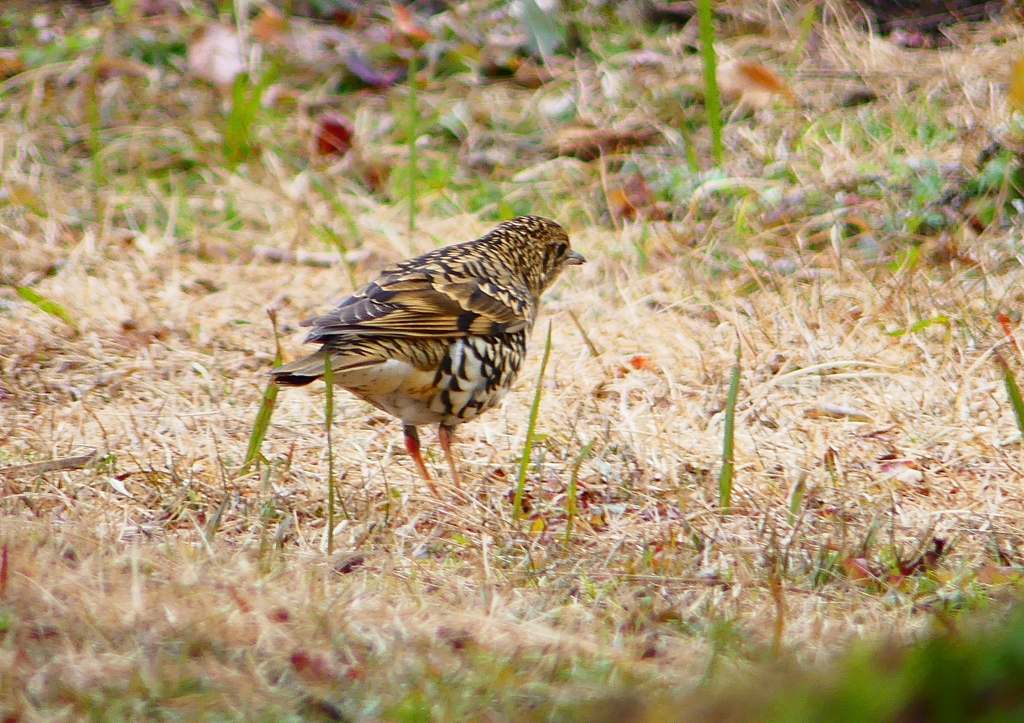 P1760030：トラツグミ_R