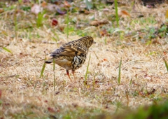 P1760030：トラツグミ_R