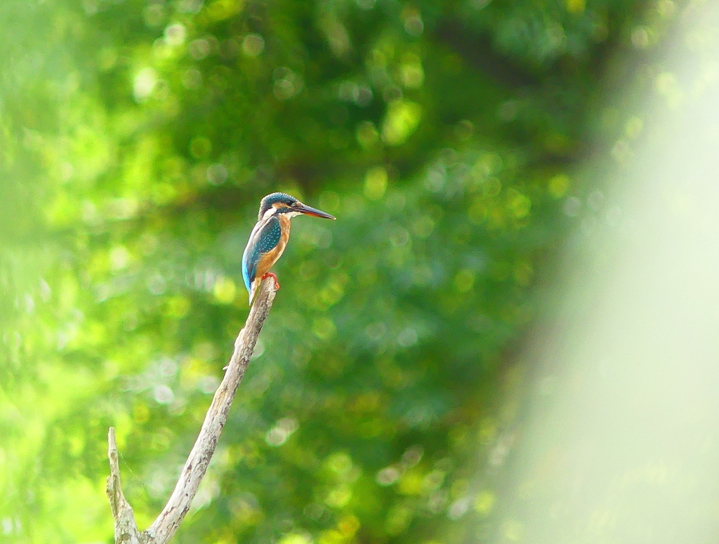 P4310106：カワセミ（メス）_R