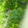 P4310106：カワセミ（メス）_R