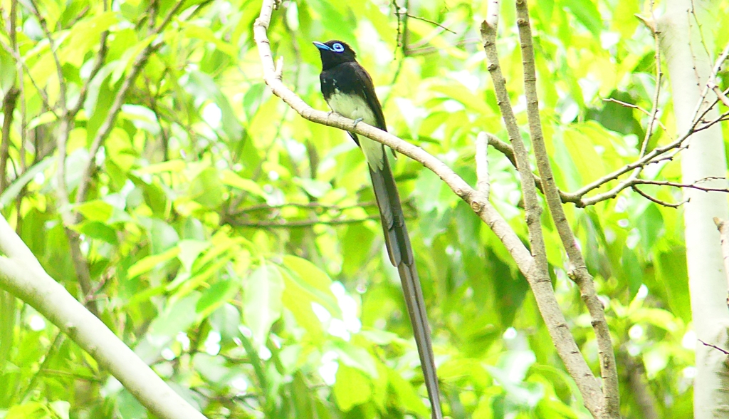 P4930770：サンコウチョウ_R