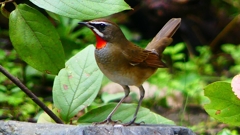 1028P1340565：ノゴマ（オス）_R