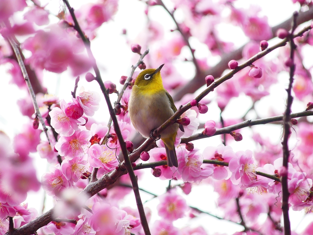 P3870338：ウメジロウ（メジロ）_R