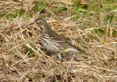 P1540478：タヒバリ_R