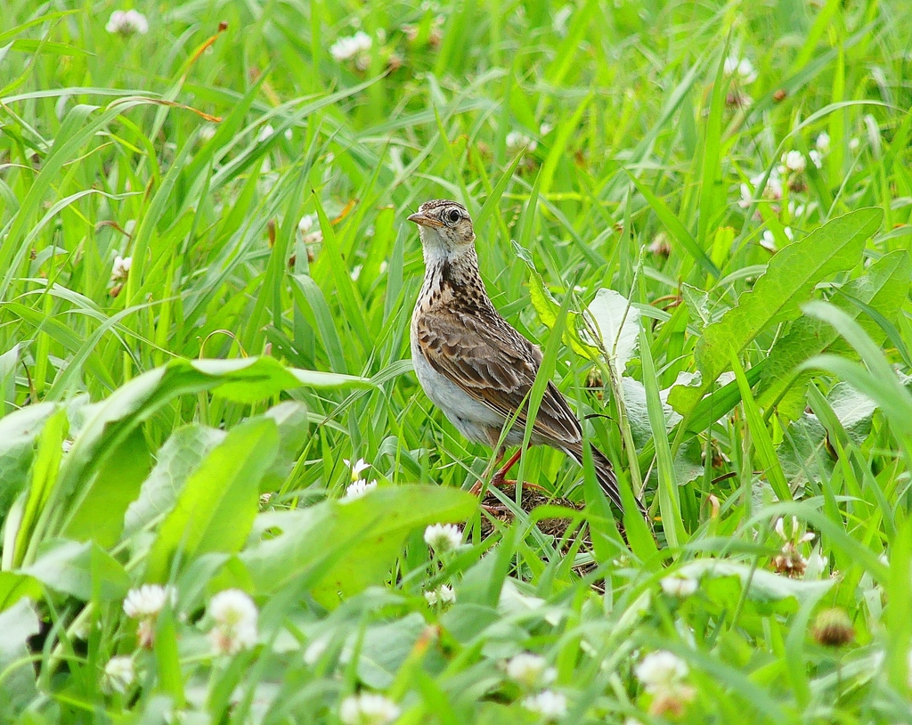 P4150802：ヒバリ_R