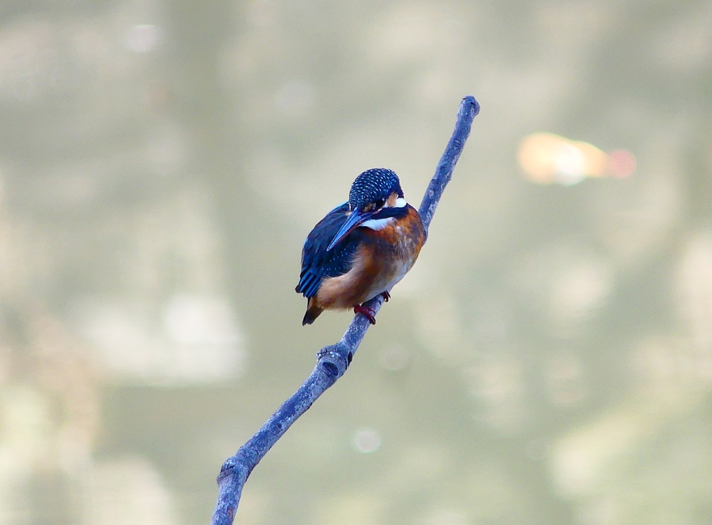 P4640760：カワセミ（メス）_R