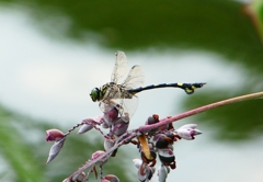 P1040002：ウチワヤンマ_R