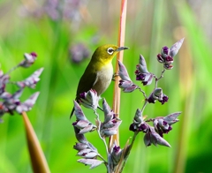 P1020054：メジロ_R