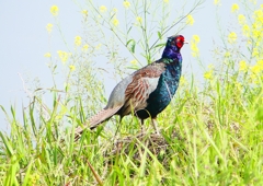 P1990831：キジ（オス）_R