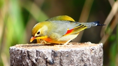 P1830974：ソウシチョウ-17_R