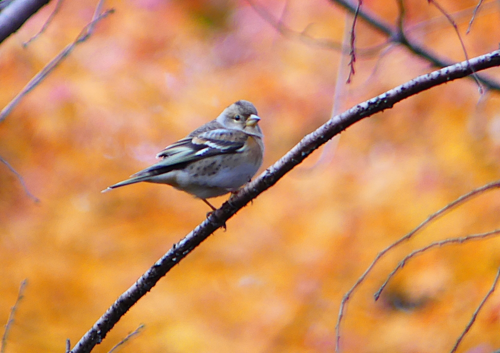 P1490145：アトリ_R