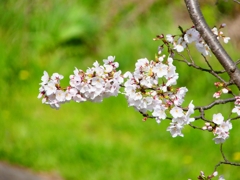 P4870436：背割堤の桜_R