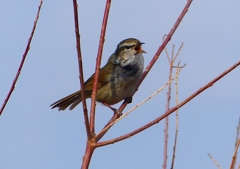 P1840358：ウグイス_R