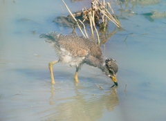 P4960113：ケリのヒナ_R