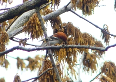 P1930786：ニュウナイスズメ_R