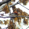 P1930786：ニュウナイスズメ_R