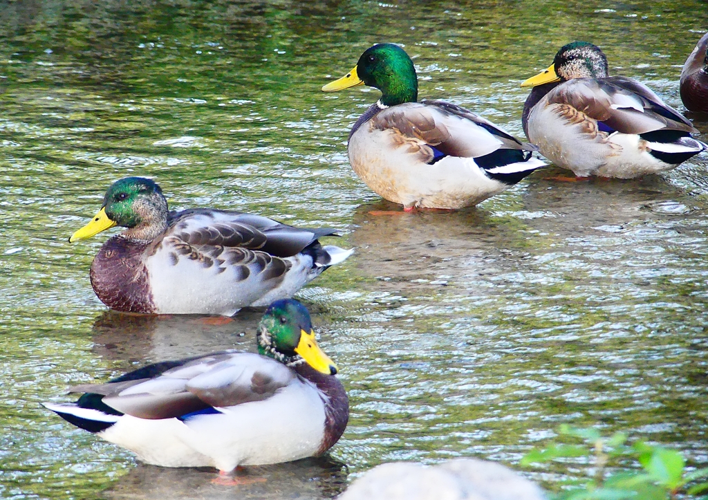 P1320786：マガモ_R