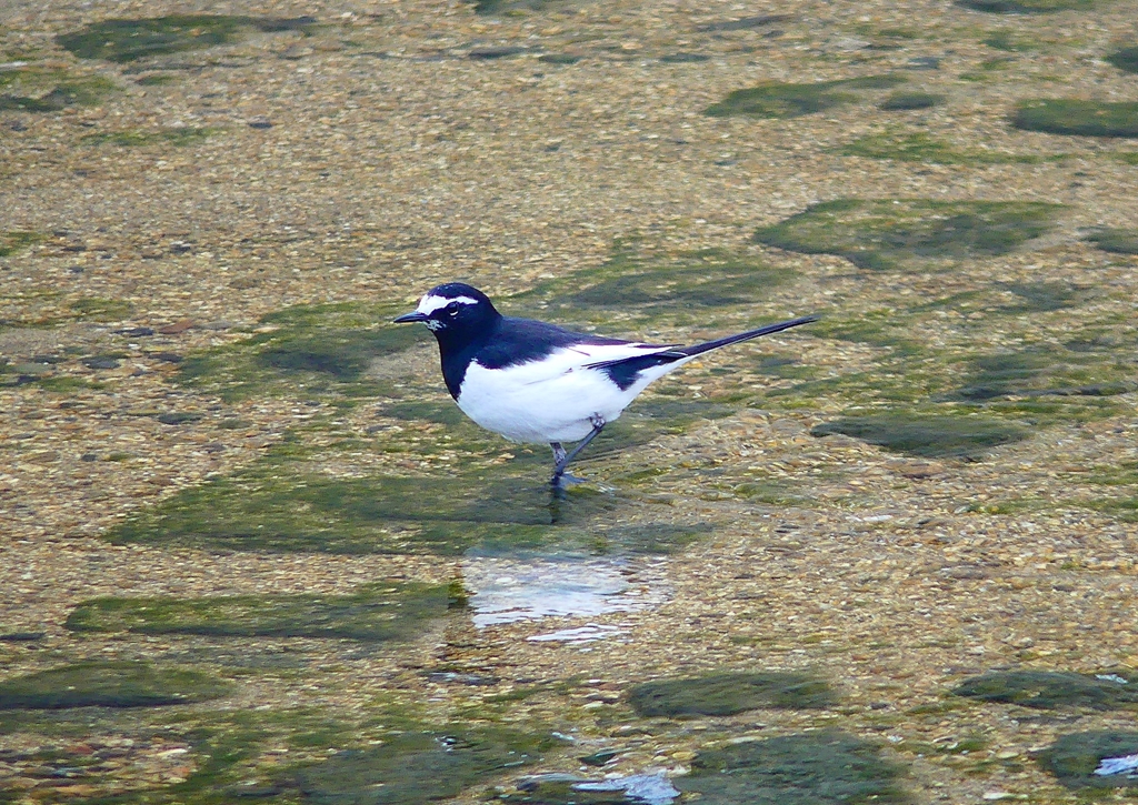 P4830641：セグロセキレイ_R