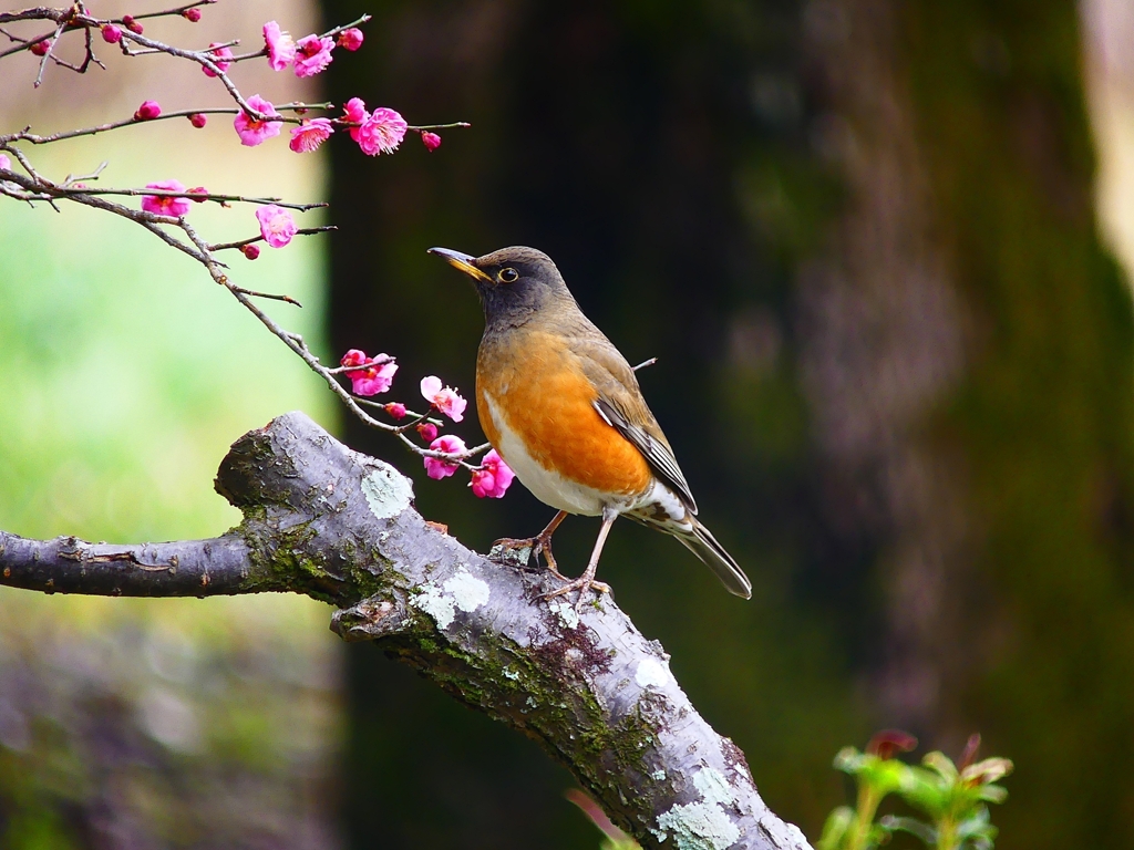 P2950021：オオアカハラ（オス）_R
