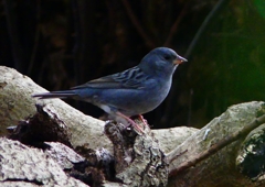 P1750597：クロジ_R
