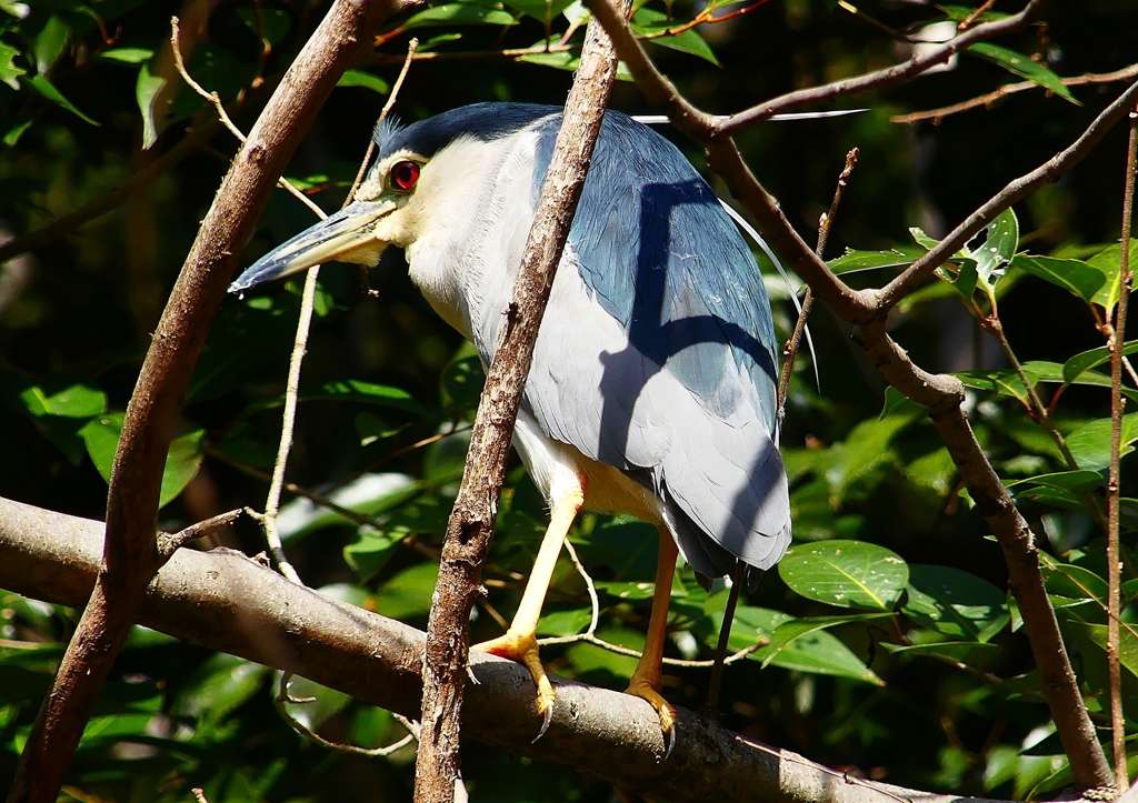 P1870594：ゴイサギ_R