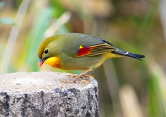 P1600086：ソウシチョウ_R
