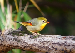 P1550560：ソウシチョウ_R
