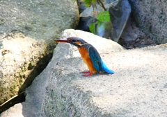 P1280541：カワセミ（メス）_R