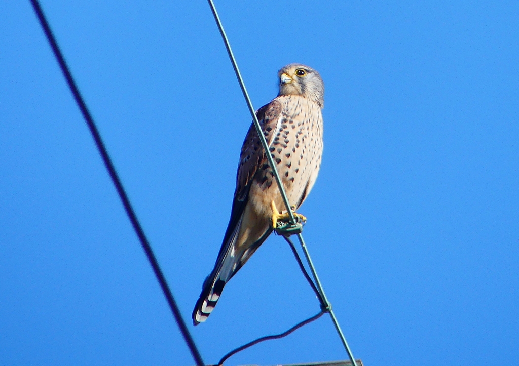 P1460451：チョウゲンボウ_R