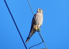 P1460451：チョウゲンボウ_R