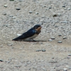 P1010026：ツバメ（幼鳥）_R