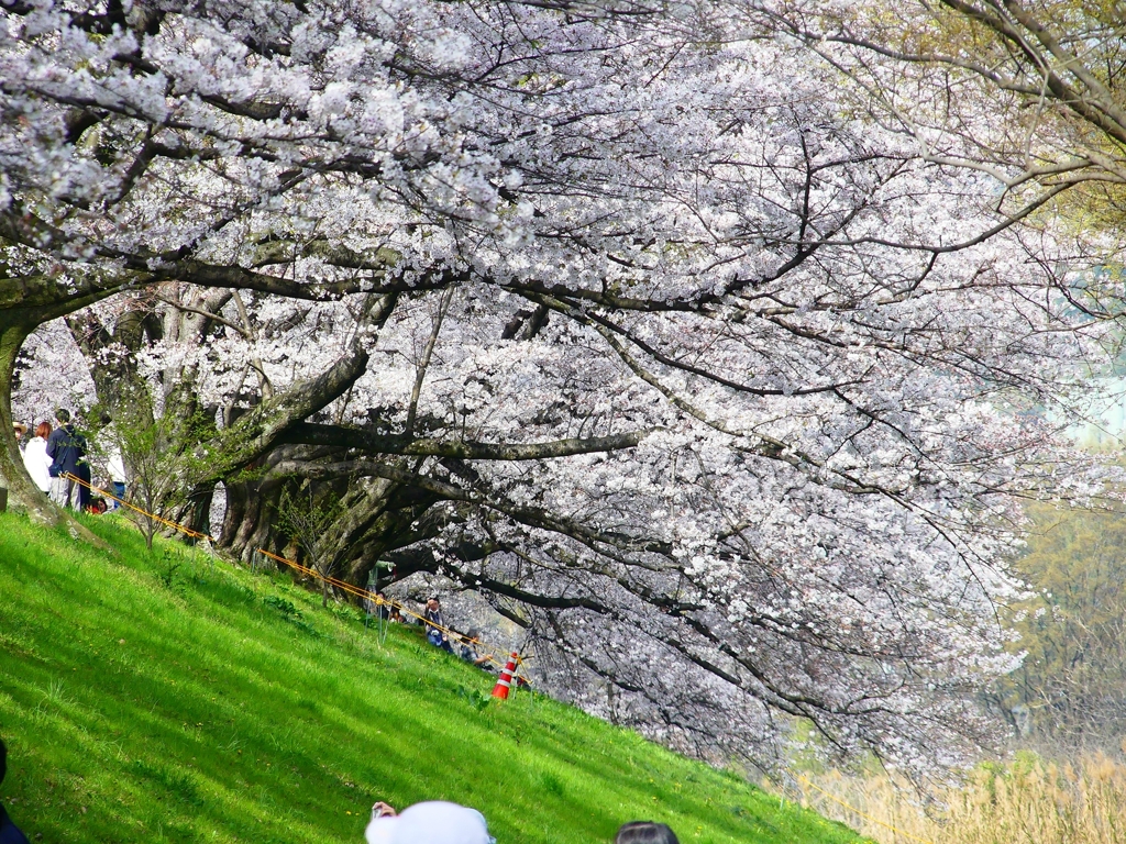 P4870387：背割堤の桜_R