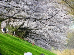 P4870387：背割堤の桜_R