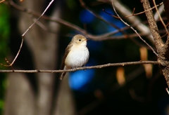P4580041：ニシオジロビタキ_R
