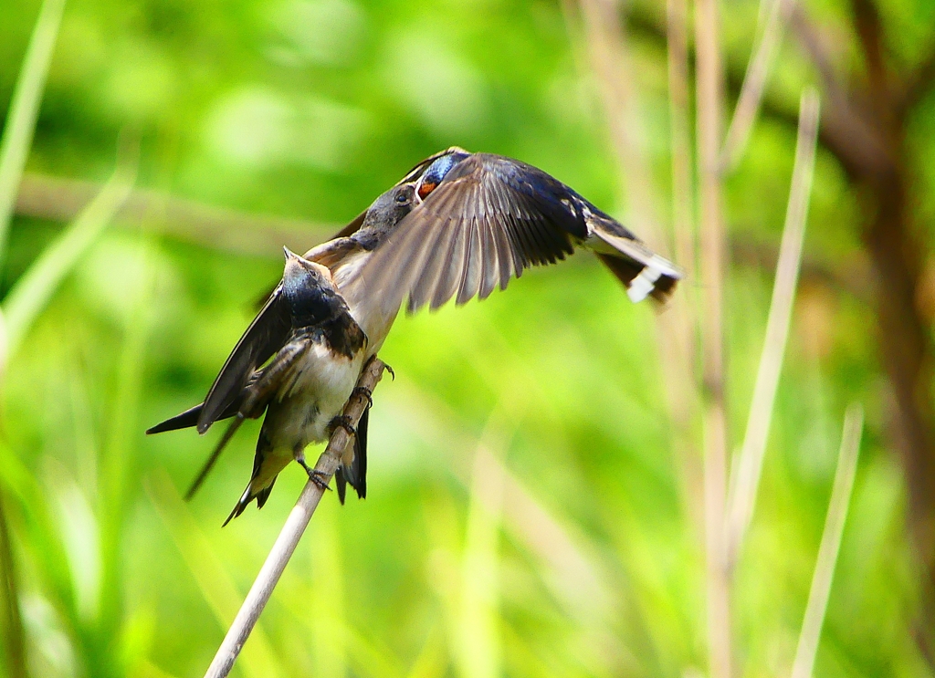 P1010306：ツバメ（幼鳥）_R
