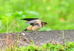 P1030643：コシアカツバメ（幼鳥）_R